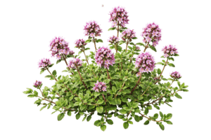Wilder Thymian