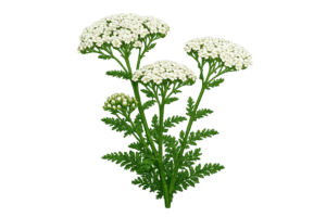 Blühendes Schafgarbenkraut mit grünen Stängel und Blättern.