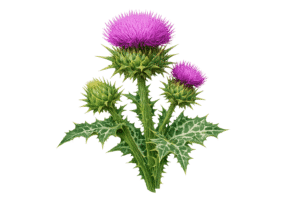 Mariendistel Pflanze