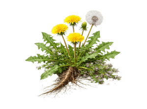 Löwenzahn mit Blüten, Stengel, Blätter und Wurzel.