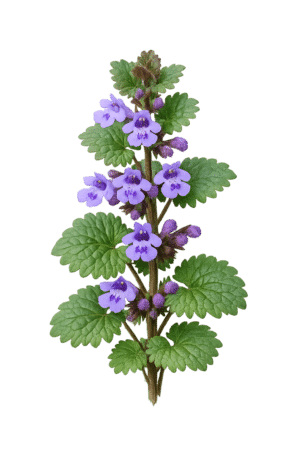 Gundermann Pflanze in freier Natur mit violettblauen Blüten und charakteristischen rundlichen Blättern