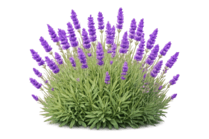 Blühender, echter Lavendel