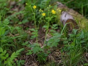 Nelkenwurz in ihrer natürlichen Umgebung.