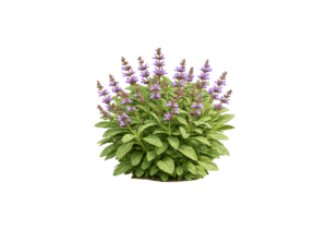 Echter, blühender Salbei