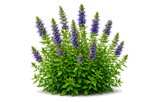 Ysop Pflanze mit Blüten