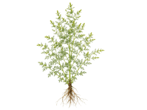 Beifuss einjährig, Artemesia annua L.