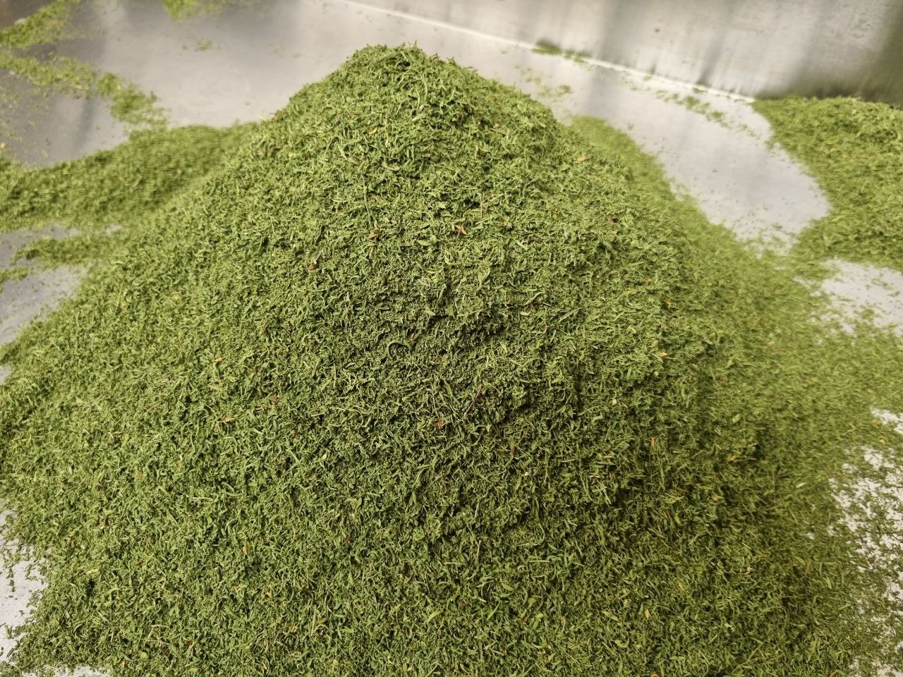Artemesia annua Blätter bio handgesiebt