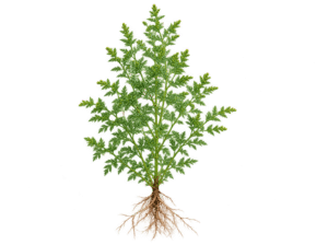 Artemesia annua, einjähriger Beifuss, ganze Pflanze